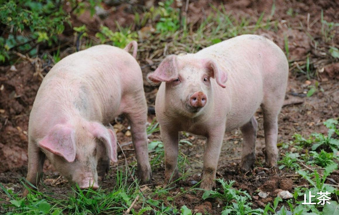 生猪价格|还在涨，猪价突破40元指日可待，是缺猪还是需求旺？最新答案来了