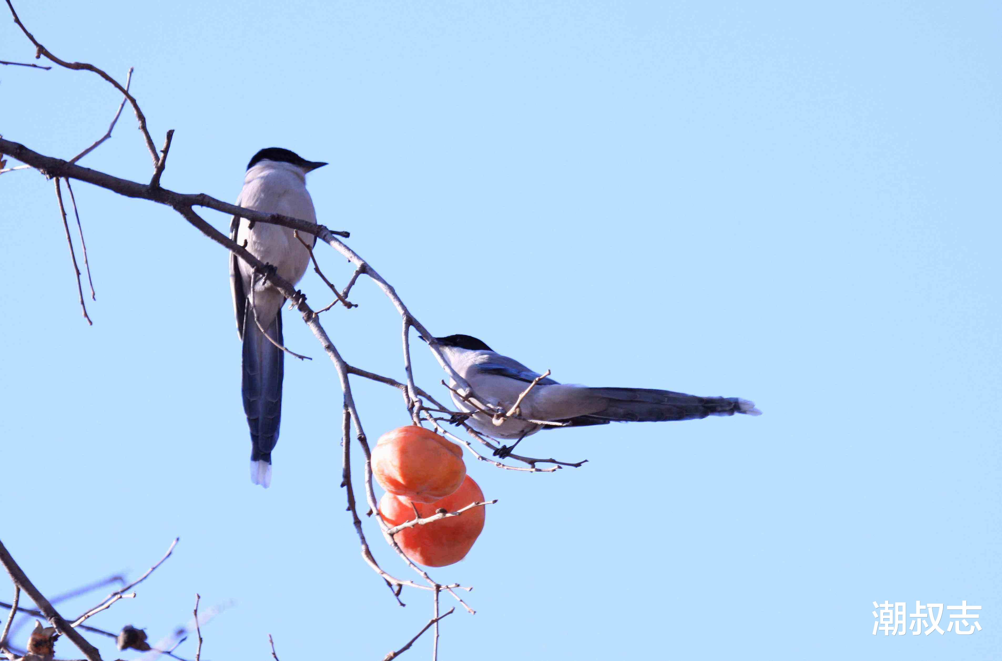 「运势」6月23号运势大红大紫，正财上升，横财不断的生肖