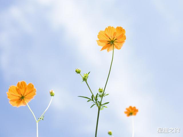 #生肖#看似很开朗的天秤座，其实很孤独