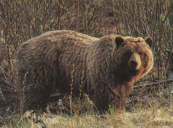 象龟|20世纪全球灭绝的10大珍稀动物