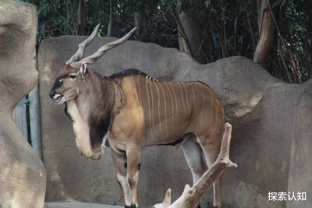 哺乳动物|哺乳动物角长排行榜！3个获吉尼斯纪录，第6位来自中国西藏