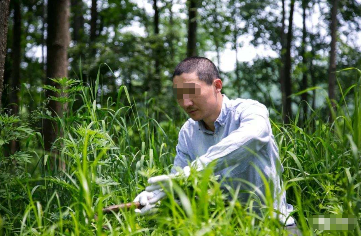 癌细胞|科学家发现一种植物，能在16小时内杀死癌细胞，癌症有希望了？