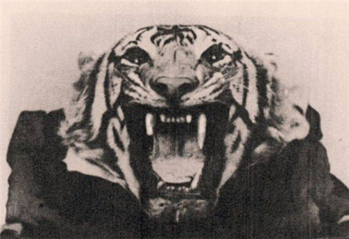 孟加拉|孟加拉吃人虎：流窜2国吞掉436个老人和小孩，击毙后才知吃人真相