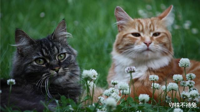 裸鼹鼠|24个冷知识：几乎用不到，但却趣味十足