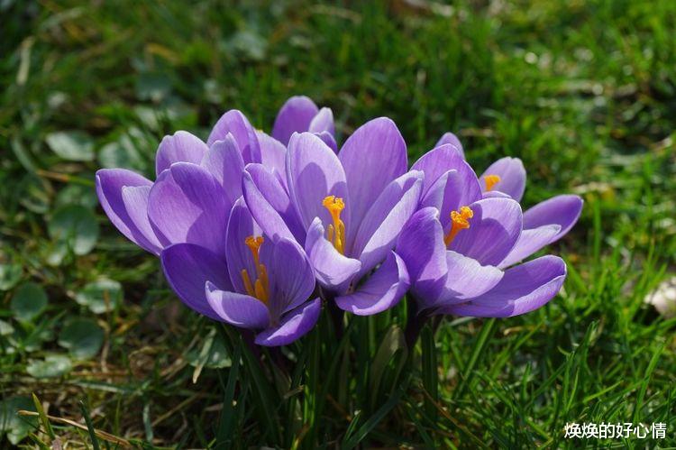 狮子座|9月抛开私心杂念,听从内心选择,将与真爱相遇,用心去爱的星座