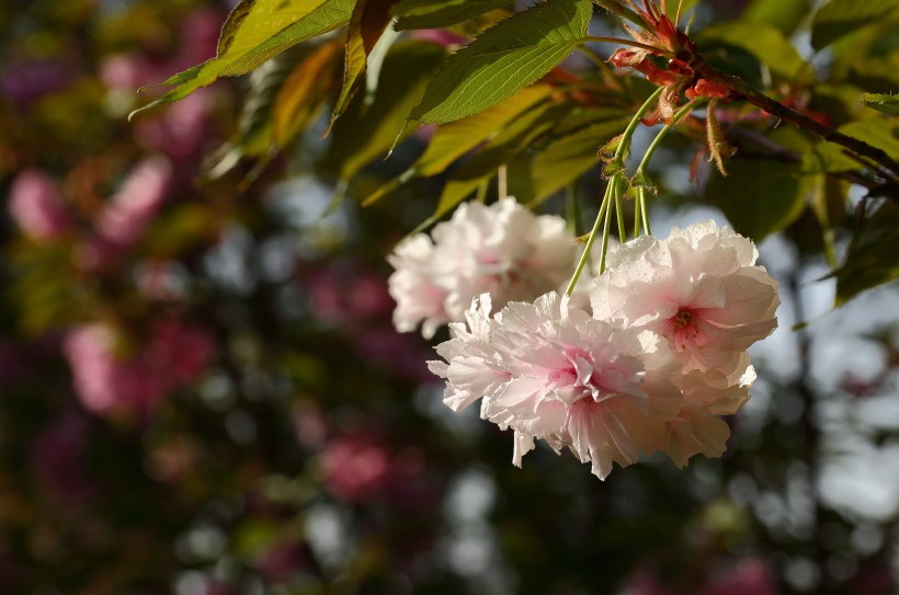 [属鼠]7月上旬期间，感情运大好，收获好姻缘，真爱在身边的四大生肖