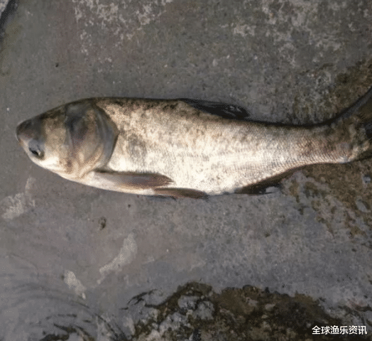 「」钓鱼遇到停口了该怎么办？教你几个应对妙招，顿口马上就来了