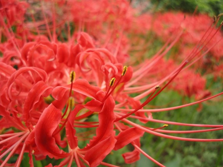 双子座|八月末，桃花红，月老相助真爱来相逢的4大星座，必获一生挚爱