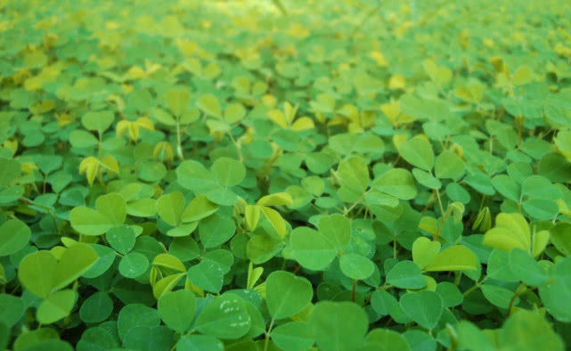 「生肖」6月开始事业顺风顺水，苦尽甘来，吃香喝辣的3生肖，迈向人生巅峰