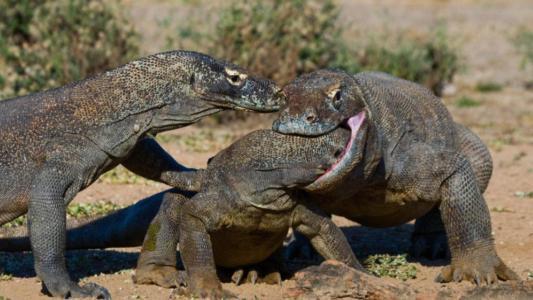 『』世界上最大的蜥蜴——科莫多巨蜥，体长可达3米(性格凶残)