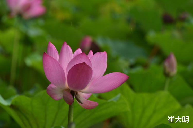 双鱼座：6月下旬开始财路大开，事业爱情丰收，苦海上岸的四大生肖