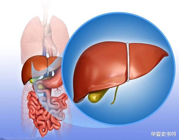 肝脏|这种“水果”最伤肝，中老年朋友最喜欢吃，看完早点忌口吧