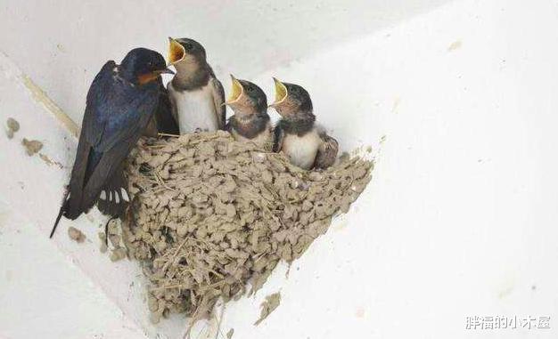 @为什么燕子的数量在急剧减少？因为它们面临着和人类一样的问题