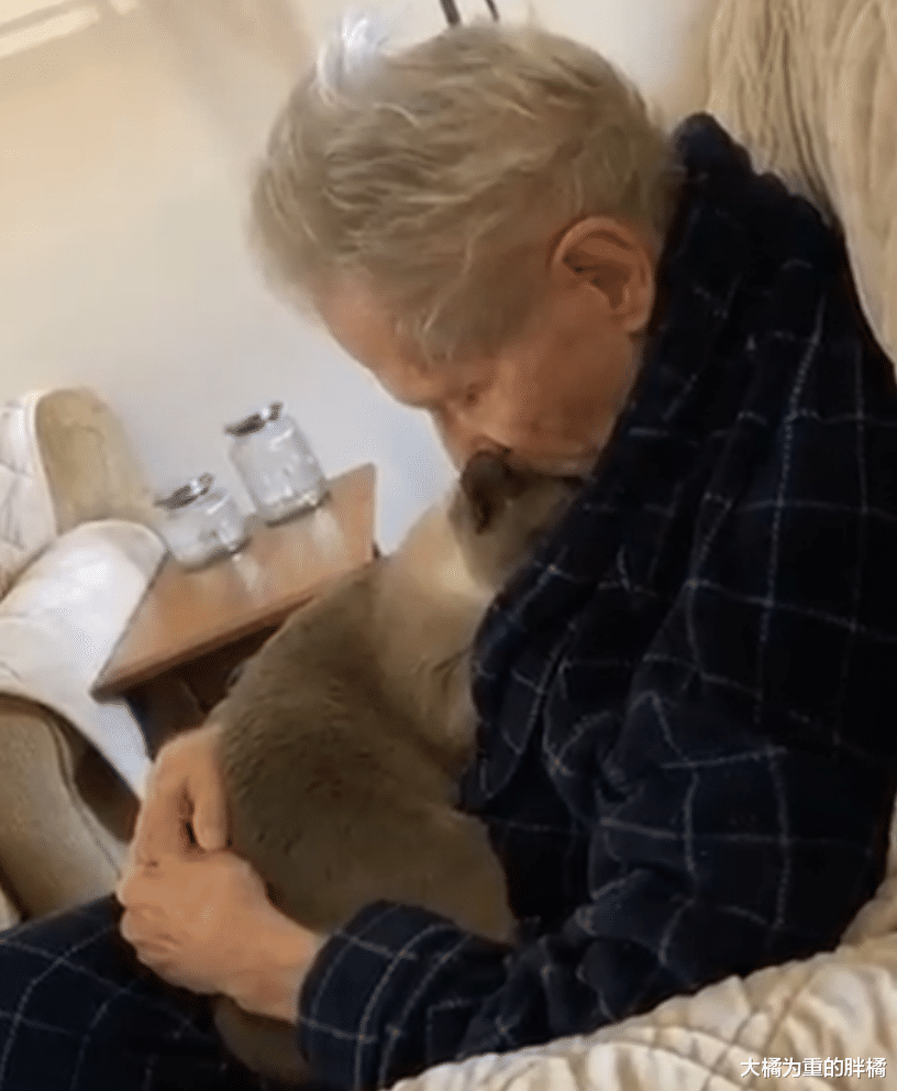 老人患有痴呆症，爱猫暖心来陪伴，它却还跟机器猫“争风吃醋”