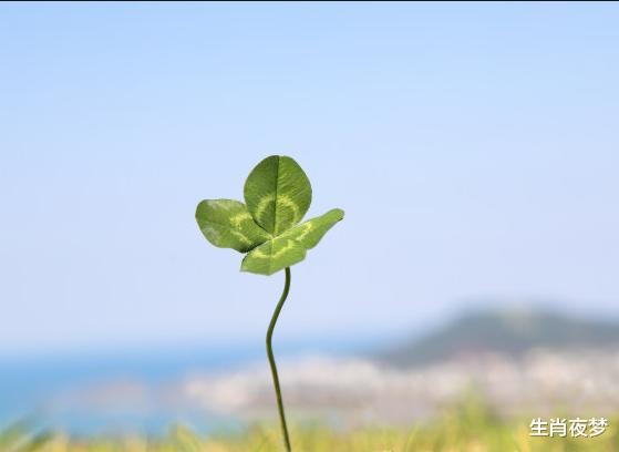 『生肖』4月，桃花乍现，喜获良缘，3生肖思念入髓，爱意泛滥，激动相拥