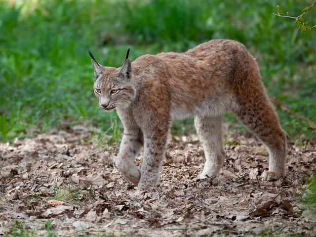 |狼见了都要叫大哥的“猞猁”，在森林里究竟有多恐怖？