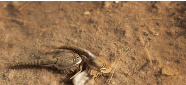 生物考古@在地球存活了2亿年的动物，日本人视它为宝，中国人却拿它喂鸡！