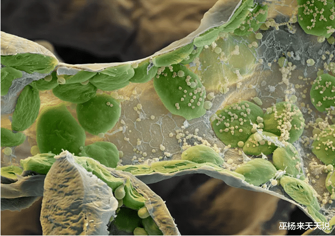 显微镜|22张显微镜下看到的奇妙的照片，看完还敢这样刮胡子吗？