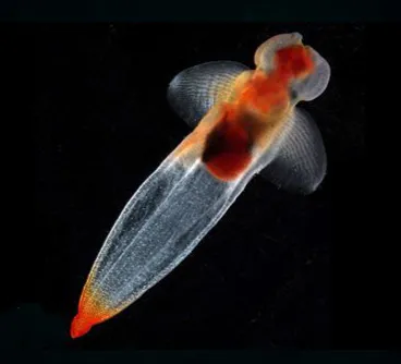 「独角鲸」凝视鲸的眼睛，是一种人生改变的体验