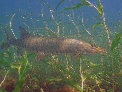 化石|9对乌龟在交配时惨变化石，最尴尬的是，4700万年后还要被人围观