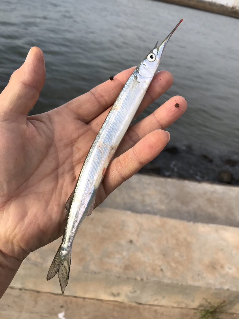 |海边作钓楞蹦鱼，钓获不知名鱼种，放流归家