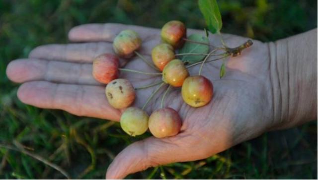 科学家|人类历史180万年，其中179万年碌碌无为，为何突然变成高级生物