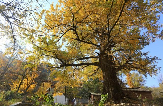 银杏树|古银杏参天耸立，古刹坐落其中，秋日美景让人驻足不前