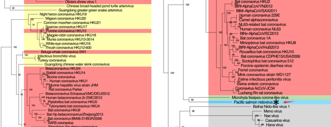 [三文鱼]又刷新认知：新冠已突变传染力增10倍、三文鱼可感染