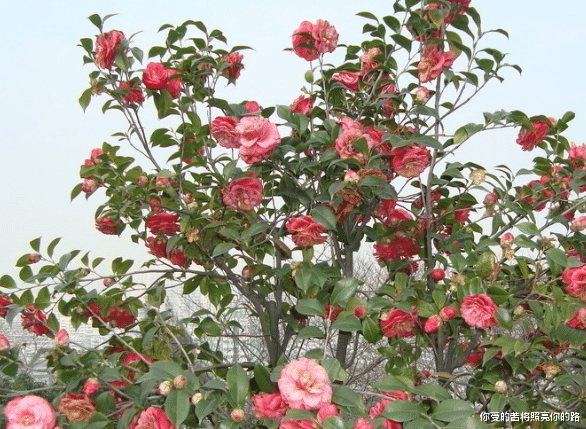 运势|下个月开始，4属相事业步步高升，生活风生水起，钱多福多