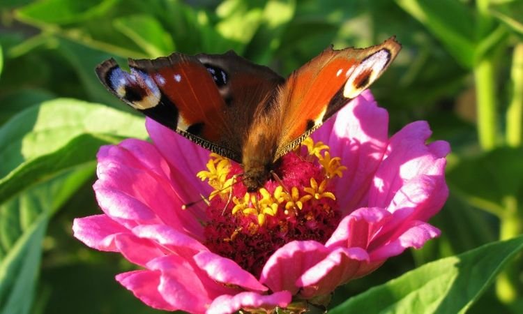 运势|9月中旬，运势步步高，事业姻缘皆顺畅，生活眉眼带笑的四大生肖