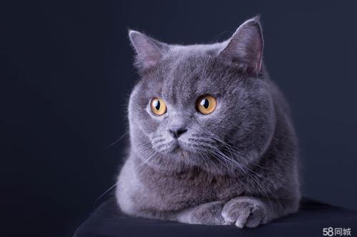 蓝猫，猫中的蓝精灵，善解人意