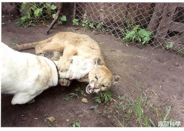 美洲豹|美洲豹之下无对手，但却被猛犬处处克制，这种猫科动物活得很郁闷