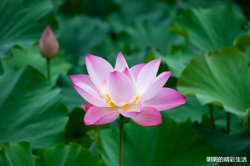 金牛座■6月30号，踩狗屎运的3生肖，赚钱顺遂，经济压力减小，恭喜