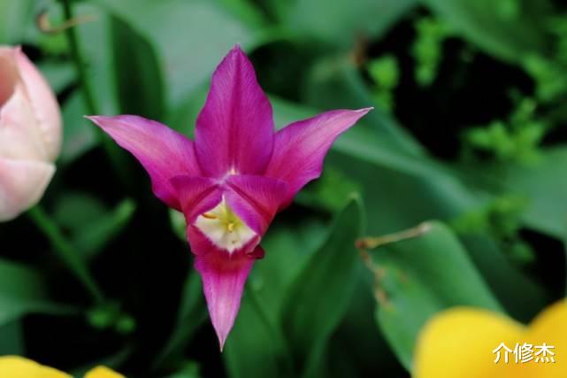 生肖:未来一周,四大生肖月老来临,迎接良缘,与真爱白首不离!