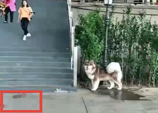 #血友病#27岁医生疑被宠物狗绊倒，血流不止不幸去世，网友：有病别遛狗