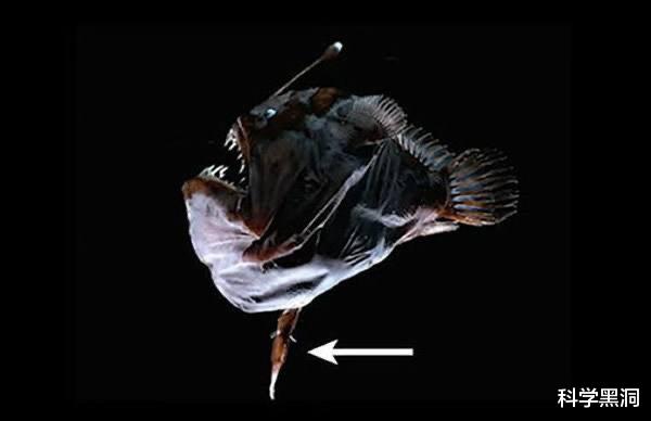 后代|绝佳的繁殖策略，把软饭吃到极致，最后变成配偶的“器官”