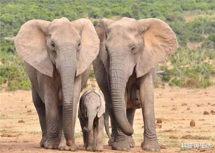 『大象』得罪不起的3大生物,即便躲到天涯海角,它们都会来寻仇!