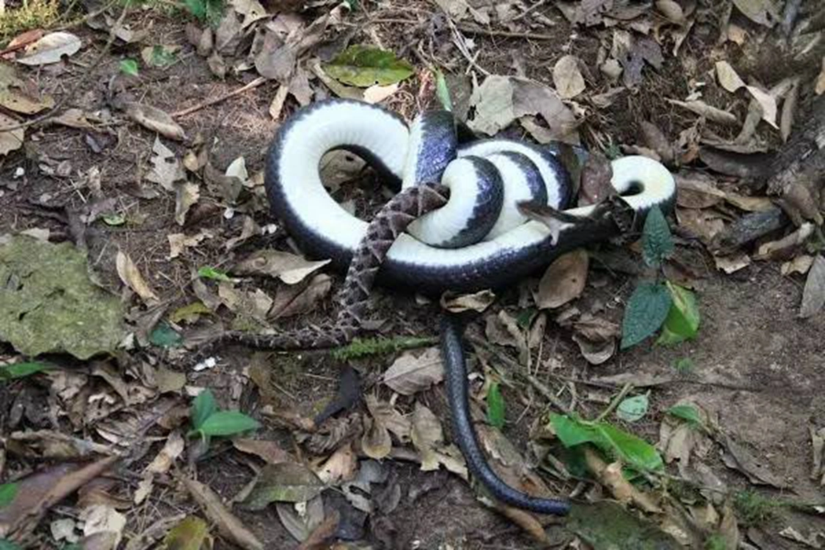 【毒蛇】百毒不侵的食蛇者: 天生以毒蛇为食, 最善于绞杀并且是猎人的朋友