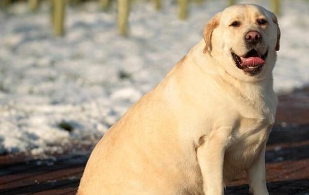 关于狗狗绝育的影响，以及最佳年龄？看这篇就够了