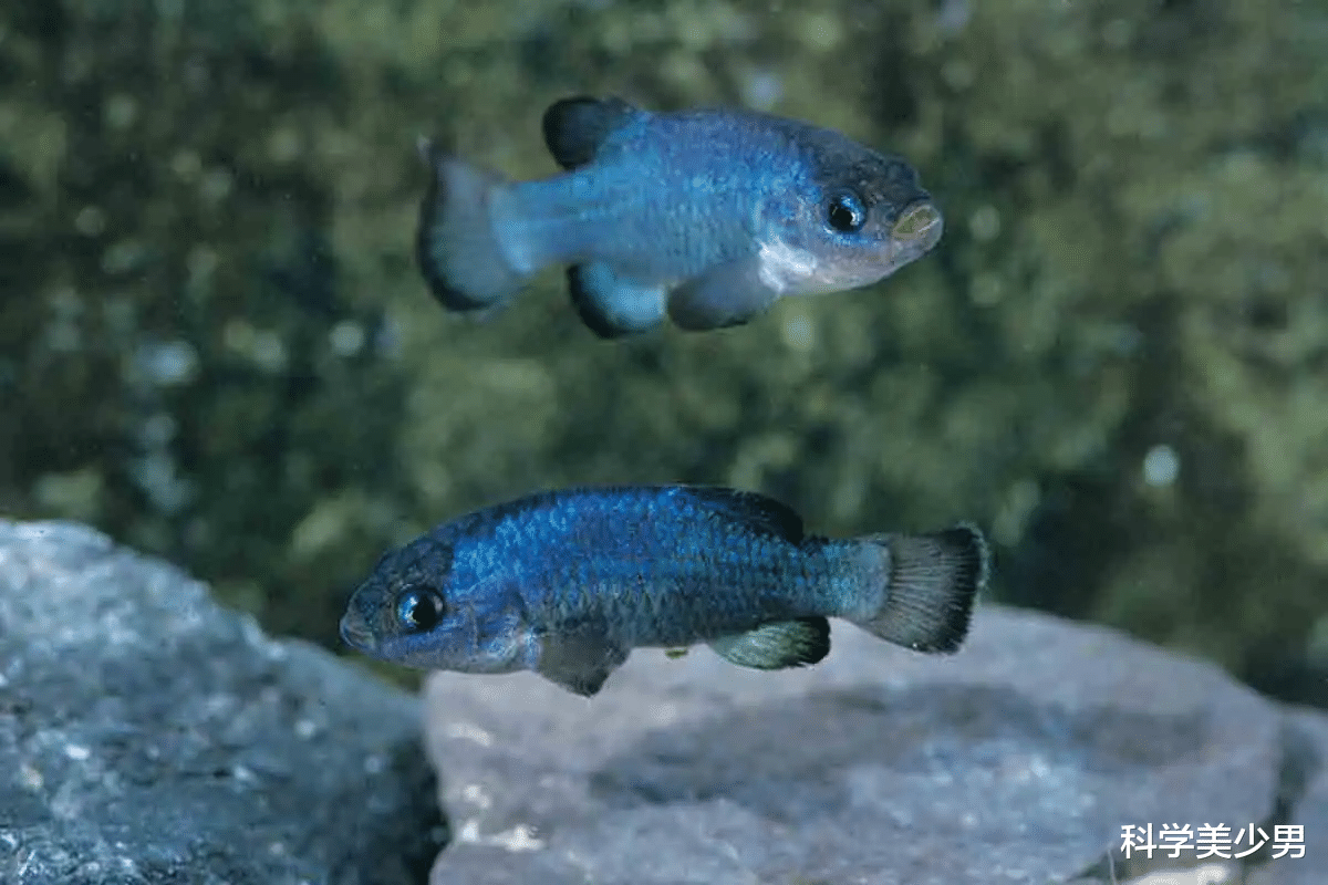 科学家|仅剩38条的沙漠鱼，生存堪忧，为何不将它们转移出沙漠？