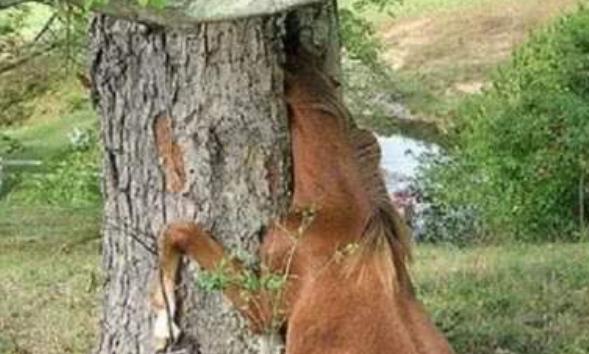 食人树|传说中的“食人树”竟真的存在?主要以动物为食,还有人专门喂养