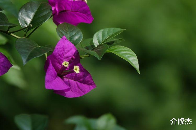 生肖|10月份期间，桃花降临，前缘未断，能够和旧爱顺利复合的四大星座