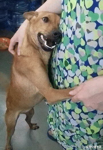 土狗从屠宰场被救下，再次见到主人时，它的反应让人动容落泪