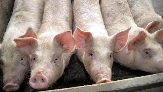 生猪价格|猪价高歌猛进，但需警惕2个下降因素，专家：养猪人切莫执迷不悟