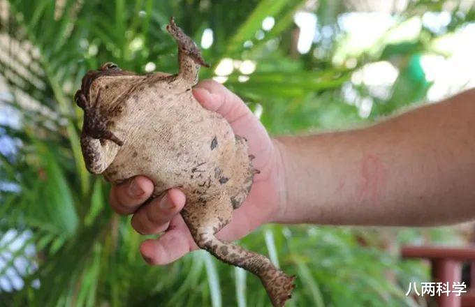 蟾蜍|从102只变成20亿只，澳洲甘蔗蟾蜍泛滥时也在进化，变得更快、更强壮！