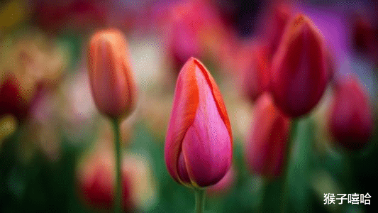 #生肖#桃花再旺，但心里只有你，一心一意去对待自己真爱的四大生肖