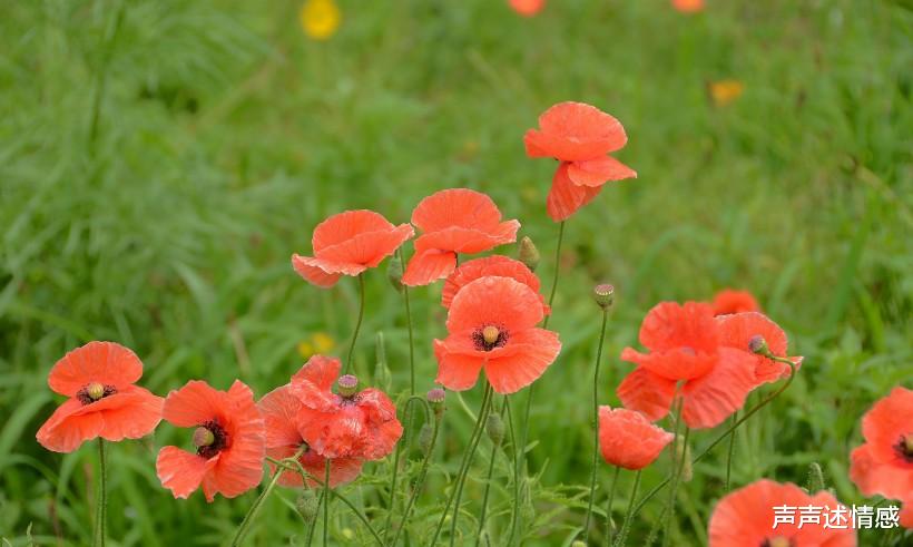 #生肖#下半年开始，桃花运旺盛，即将喜遇好姻缘，爱情甜蜜无比4大生肖