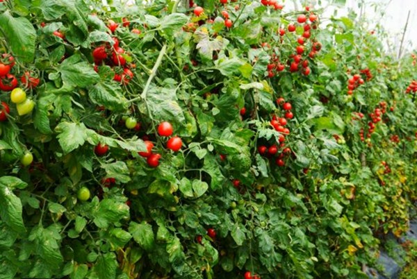 「水果」它常被误认为是转基因水果，让人抗拒，但实际上是维C之王