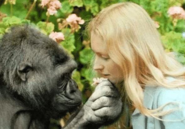 『科学家』大猩猩跟人类能否有后代？女科学为此“亲自”实验，结果怎样？
