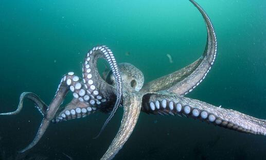 全球变暖|为什么有科学家说章鱼可能不是地球生物？